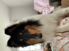 a black and white dog laying on a bed with flamingos on it