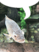 a fish in a tank with a speech bubble behind it