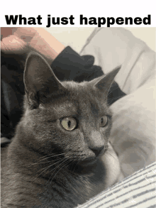 a gray cat is laying on a person 's lap with the words what just happened above it