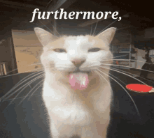 a cat sticking its tongue out with the word furthermore written above it