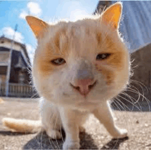 a close up of a cat 's face looking at the camera with a house in the background .