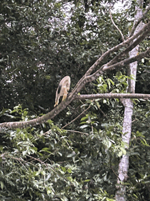 a squirrel is perched on a tree branch in a forest