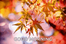 a picture of autumn leaves with the words good morning written on it