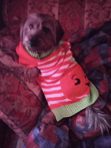 a dog wearing a red and green sweater with a pumpkin on it