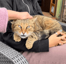 a cat is laying on a person 's lap with a ring on their finger