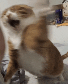 a brown and white cat is playing with a person 's arm