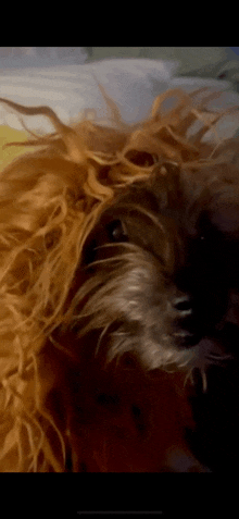 a close up of a dog 's head with a lot of hair