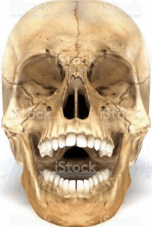 the front of a human skull with its mouth open