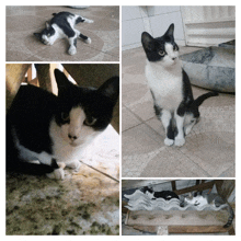 a black and white cat laying on a tile floor