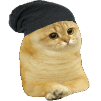 a cat is wearing a black beanie and looking at the camera