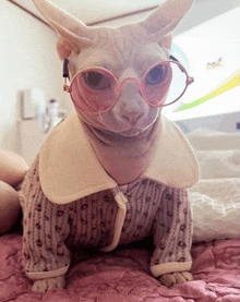 a hairless cat wearing pink glasses and a sweater