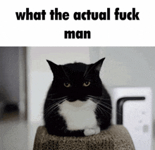 a black and white cat sits on top of a cardboard box with the words what the actual fuck man below it