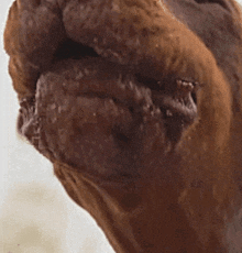 a close up of a camel 's nose with its tongue out