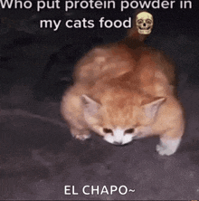 a cat with a skull on its head is walking with the caption who put protein powder in my cats food el chapo