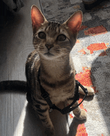 a cat wearing a harness and leash looks at the camera