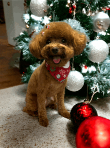 a small brown dog wearing a candy cane scarf sits in front of a christmas tree