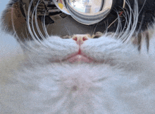 a close up of a cat 's face with a reflection of a person 's face