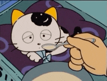 a person is feeding a cat with a spoon in a bed .