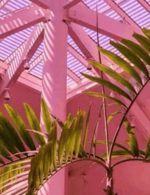 a palm tree in a pink room with a purple skylight