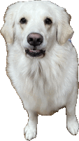 a white dog with a brown nose is looking at the camera with its mouth open