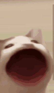 a close up of a cat 's mouth with its mouth wide open