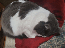 a gray and white cat is curled up on a red blanket