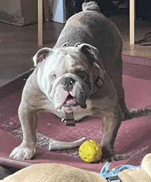 a bulldog with a toy in its mouth