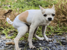 a small white and brown dog standing on a gravel path