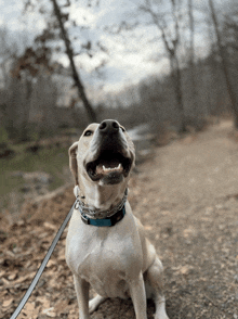 a dog on a leash with a blue collar that says ' amanda ' on it