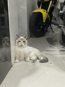 a cat laying on a tiled floor next to a yellow motorcycle