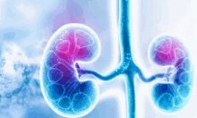 a computer generated image of a kidney with a blue and purple background