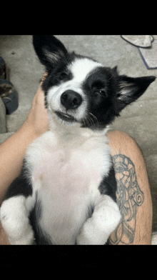 a black and white dog with its eyes closed is being held by a person with a tattoo on their leg