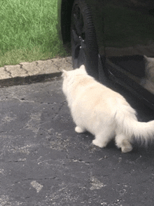 a white cat standing next to a black car in a driveway