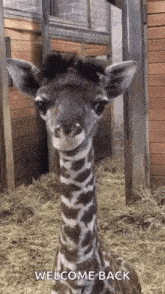 a baby giraffe is standing in a cage and looking at the camera with the words welcome back written on the bottom .