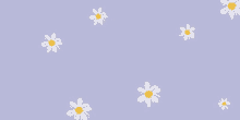 a bunch of daisies on a purple background