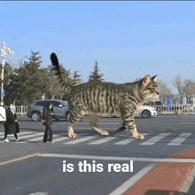 a cat is walking across a street with the words is this real written below it