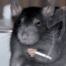 a rat is holding a cigarette in its paws .