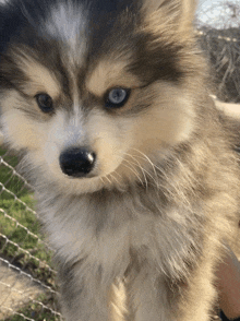 a close up of a dog 's face with blue eyes