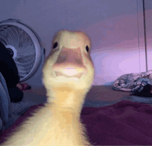 a yellow duck is looking at the camera with a fan in the background