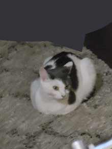 a black and white cat laying on a rug