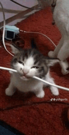 a gray and white kitten is playing with a wire .