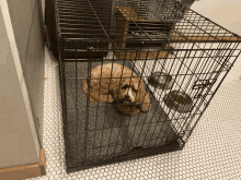 a small dog laying in a cage with two bowls of food