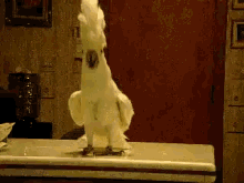 a white parrot is standing on a counter in front of a door with the number 1 on it