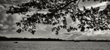 a black and white photo of a lake with a tree branch hanging over it