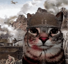 a cat wearing a military helmet looks at the camera in front of a battle scene