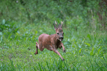 a deer is running through a grassy field with its mouth open