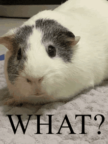 a black and white guinea pig is laying on a carpet with the word what written below it