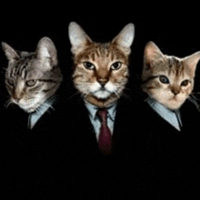 three cats wearing suits and ties are standing next to each other