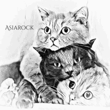 three cats are stacked on top of each other and the word asiarock is on the bottom right