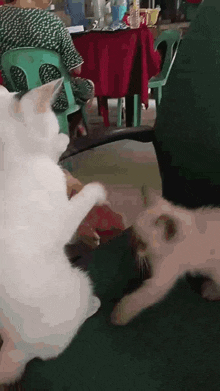 two white cats are playing with each other in a room with a woman sitting at a table .